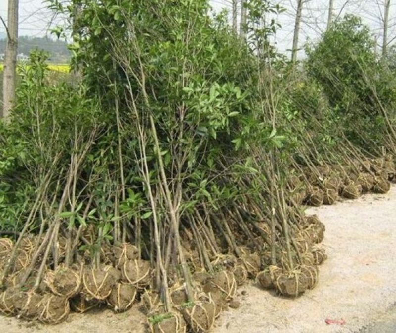 桂花树1--2米量大的很，超级低价便宜卖