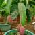 芒果苗1m以下