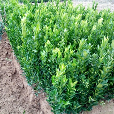 椪柑苗30~50cm