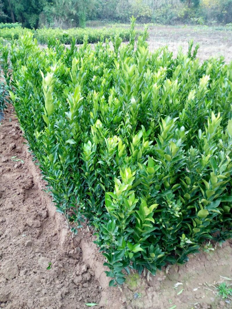 椪柑苗30~50cm