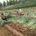 长白大葱40cm以上毛葱3cm左右