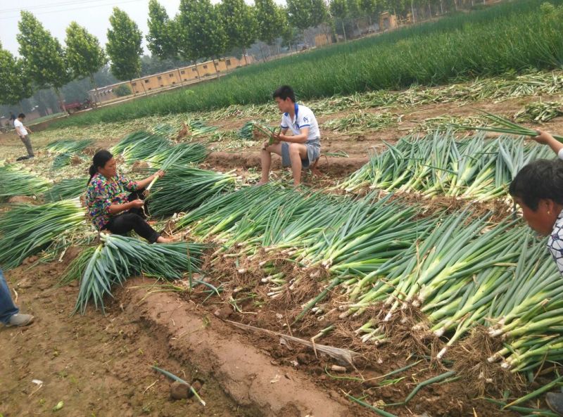 长白大葱40cm以上毛葱3cm左右
