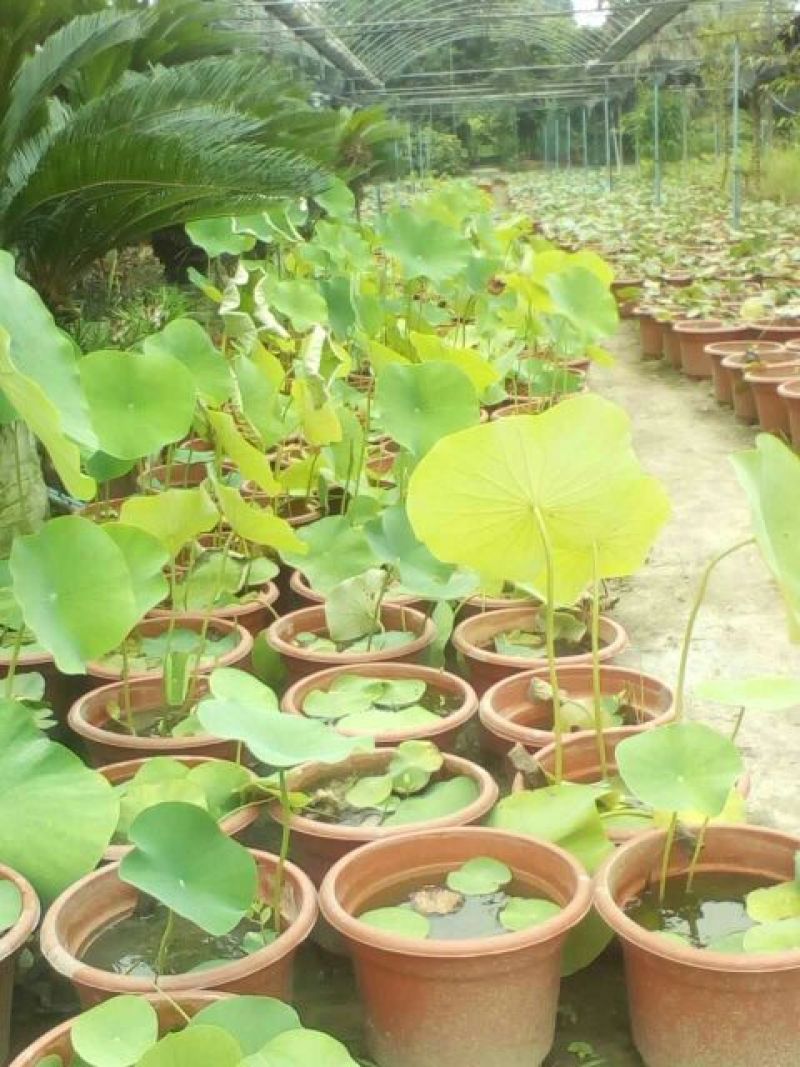 荷花10~20cm