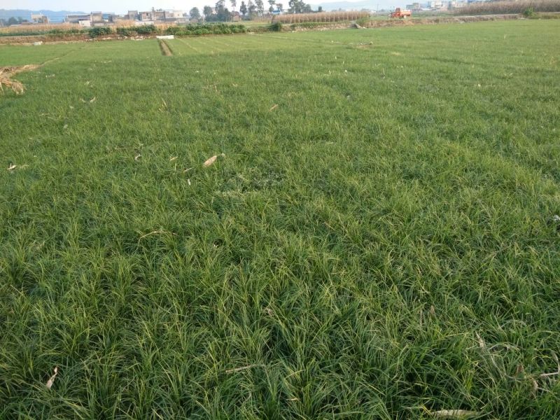 小叶麦冬苗四川绵阳产地直发绿化草坪质量保证