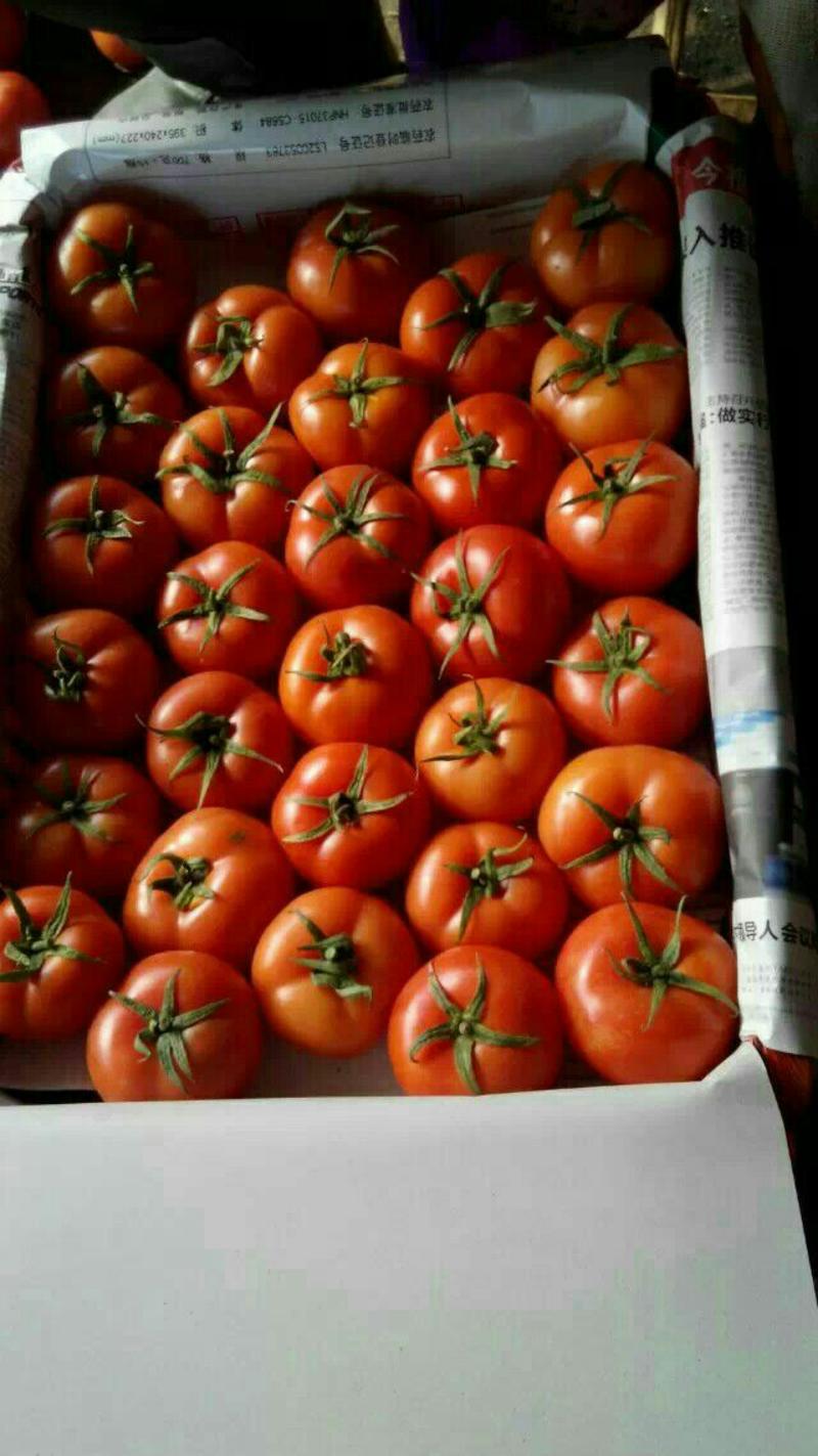 齐达利西红柿