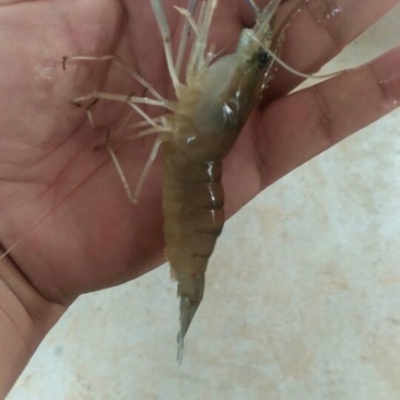 沼虾
