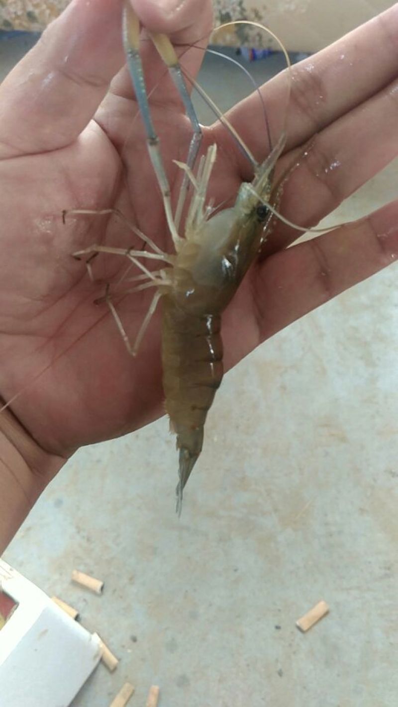 沼虾