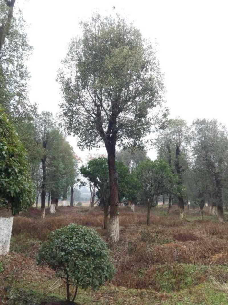 大量供应10-100公分香樟，丛生香樟30-200公分