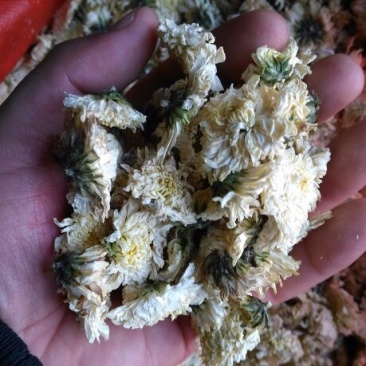 药用菊花散装