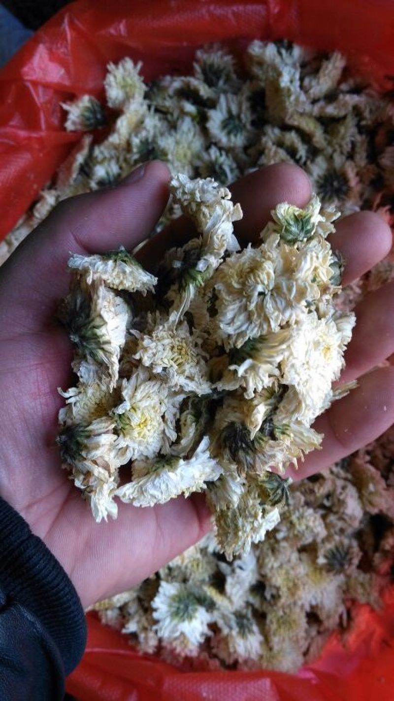 药用菊花散装