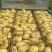 肥城新土豆荷兰十五土豆大量供应中2两以上