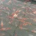 锦鲤鱼苗2~3公斤