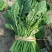 越冬菠菜25~30厘米