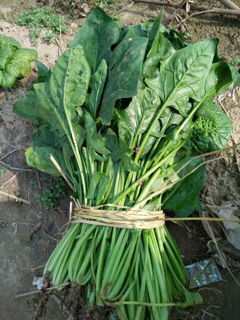 越冬菠菜25~30厘米