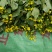 蔬菜