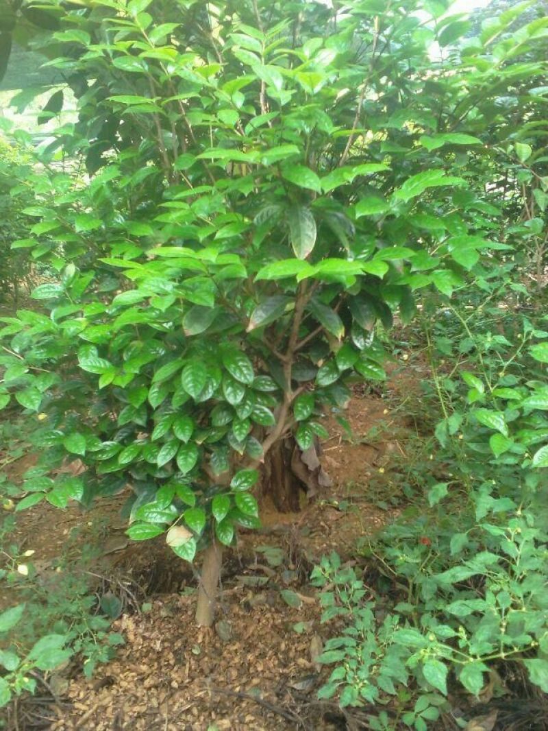 金花茶叶一级