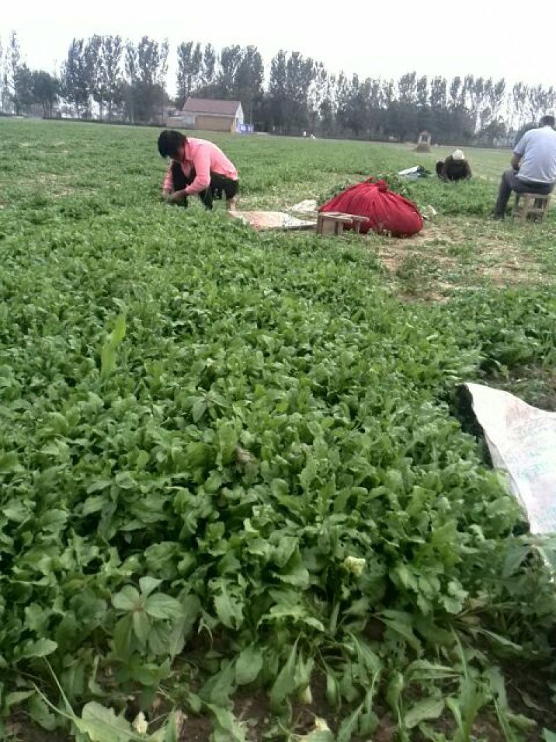 荠菜种子