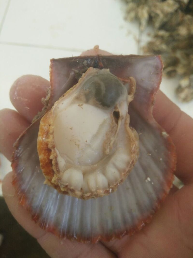 栉孔扇贝食用鲜活5~10只/kg