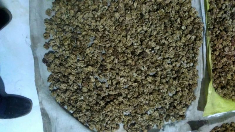 绵核桃去皮干