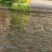 芦篙