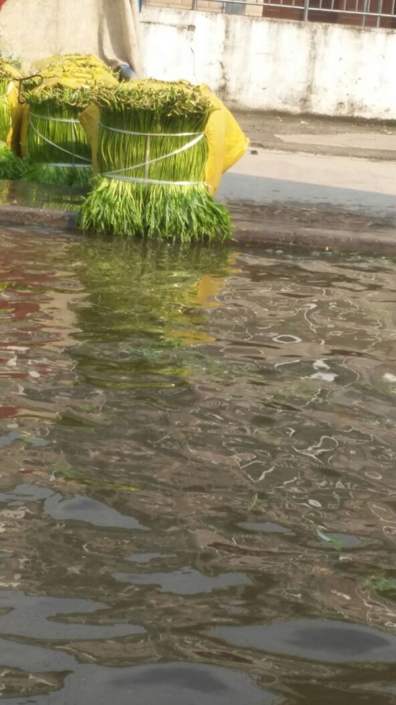 芦篙