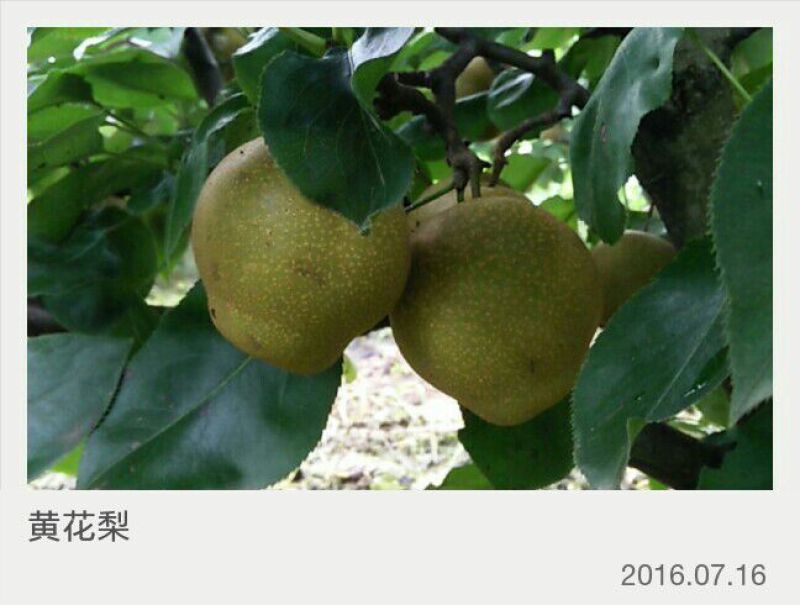黄花梨光果湖北沙梨基地