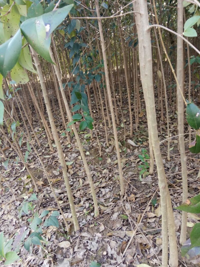 大叶女贞4cm以下