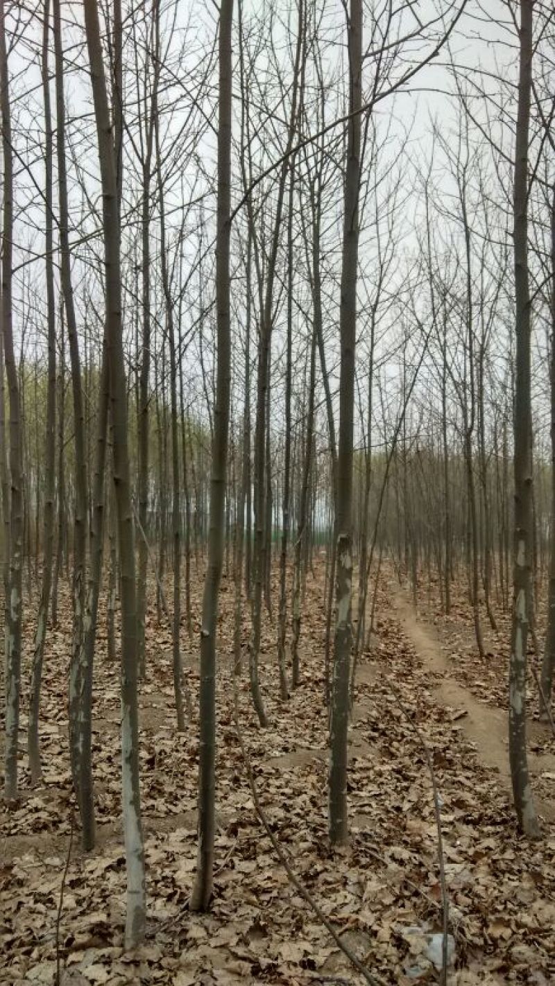 草坪草