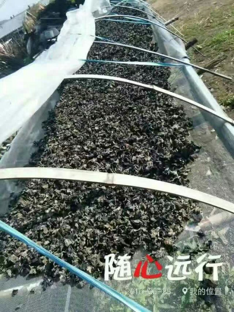 干木耳特级