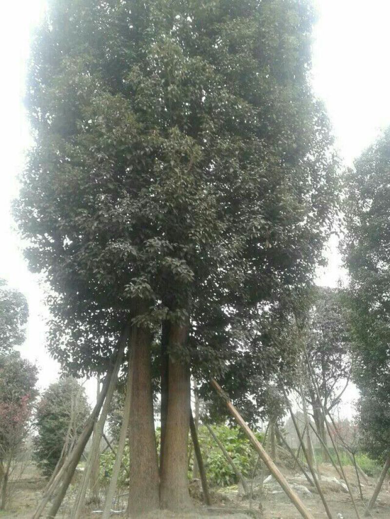 香樟14~16cm