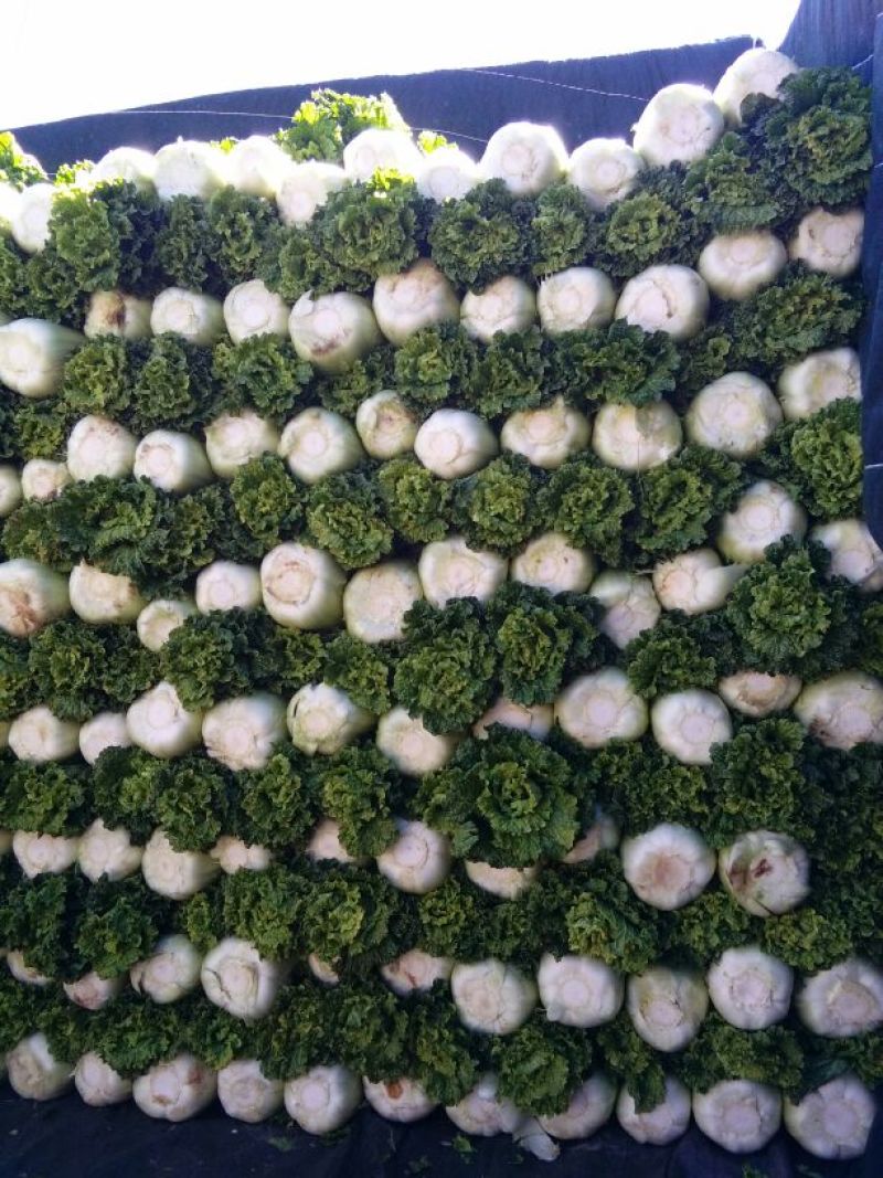 秋绿60白菜4~6斤半净菜