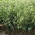 中秋蜜桃树苗80cm以上