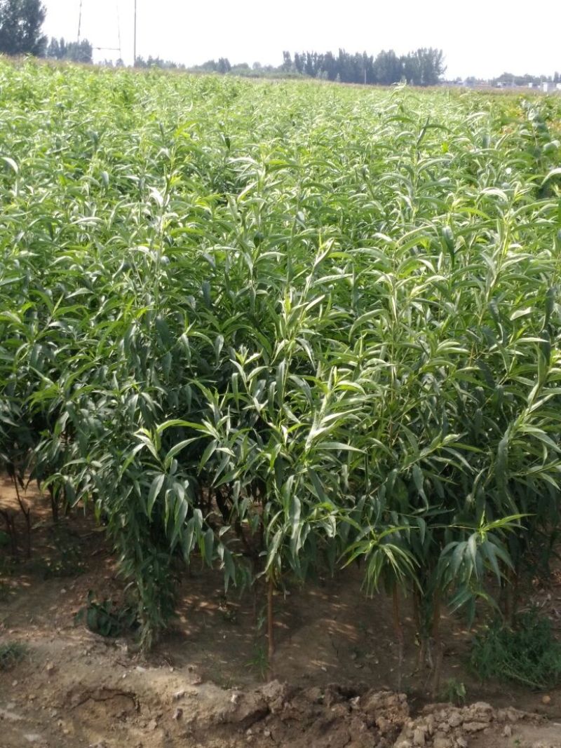 中秋蜜桃树苗80cm以上
