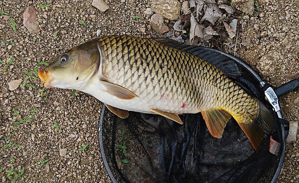花白鲢四川宜宾屏山县_批发_供应-一亩田农业网_专业的农产品信息商务平台