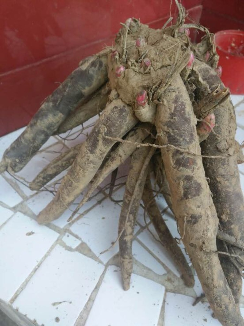 白芍种苗白芍苗批发多花白芍芽