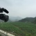 辣木茶特级