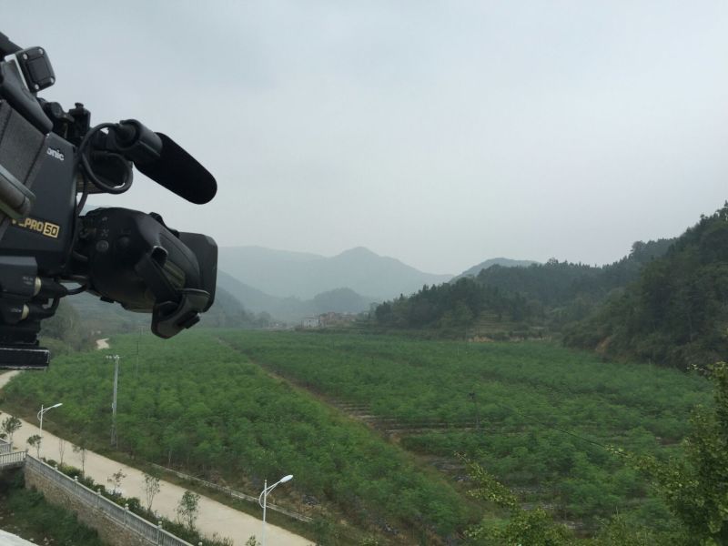 辣木茶特级