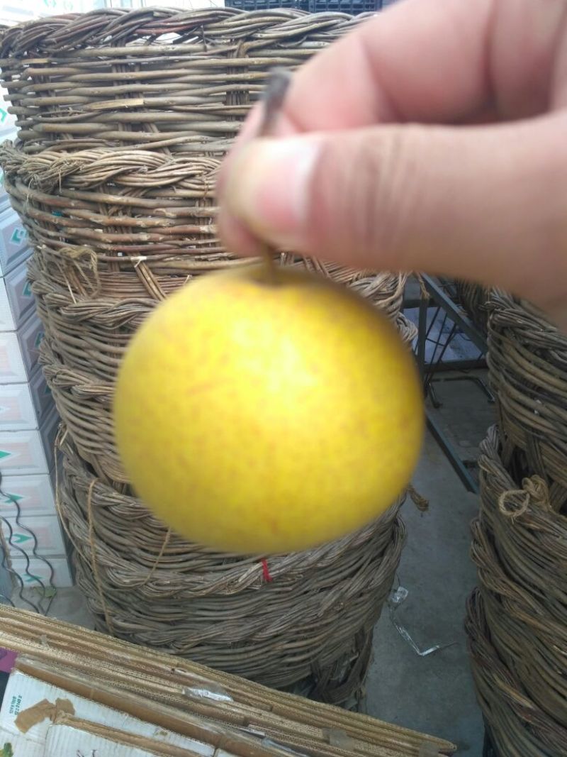 酸梨150~200g膜袋