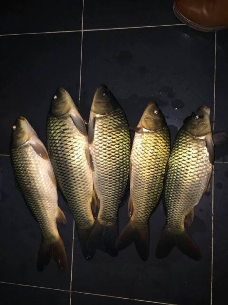 豫选黄河鲤鱼食用1~2公斤