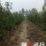 圆黄梨光果350~400g大又甜