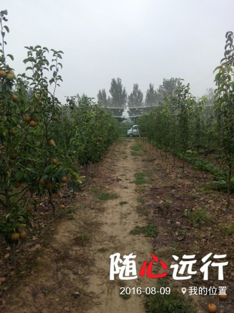 圆黄梨光果350~400g大又甜