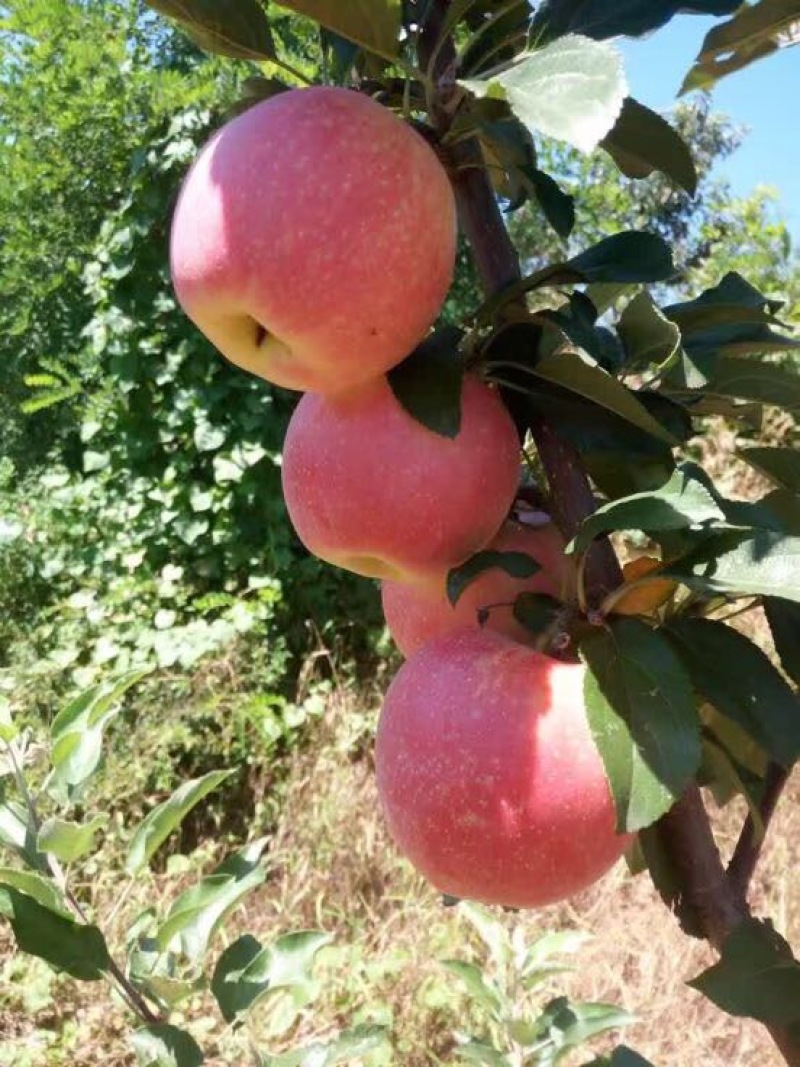 辽宁绥中精品寒富苹果大量上市中全红口感好