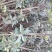 八月桂1米以下2~4cm1.5~2米