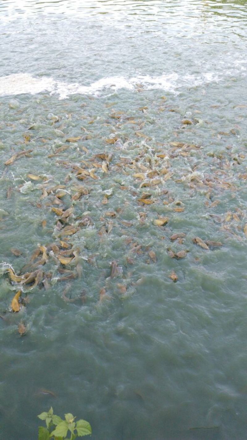 胡子鲶食用