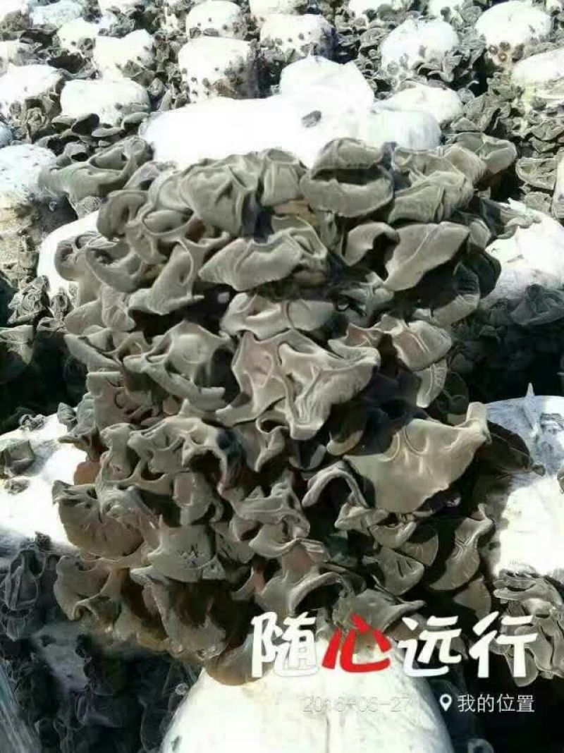 干木耳特级