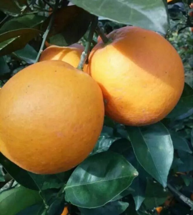 新鲜采摘纽荷尔脐橙70~90mm口感甜美甜蜜多汁