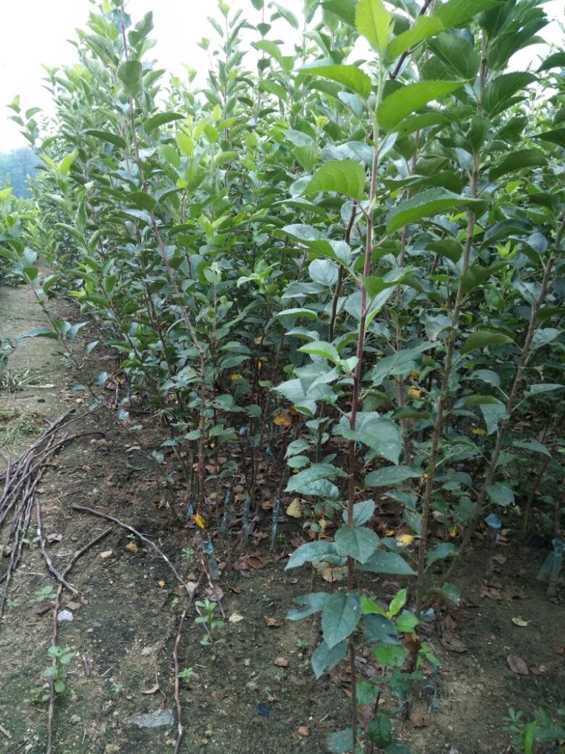烟富六号苹果树苗80cm以上