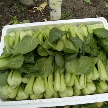 青菜8~10cm