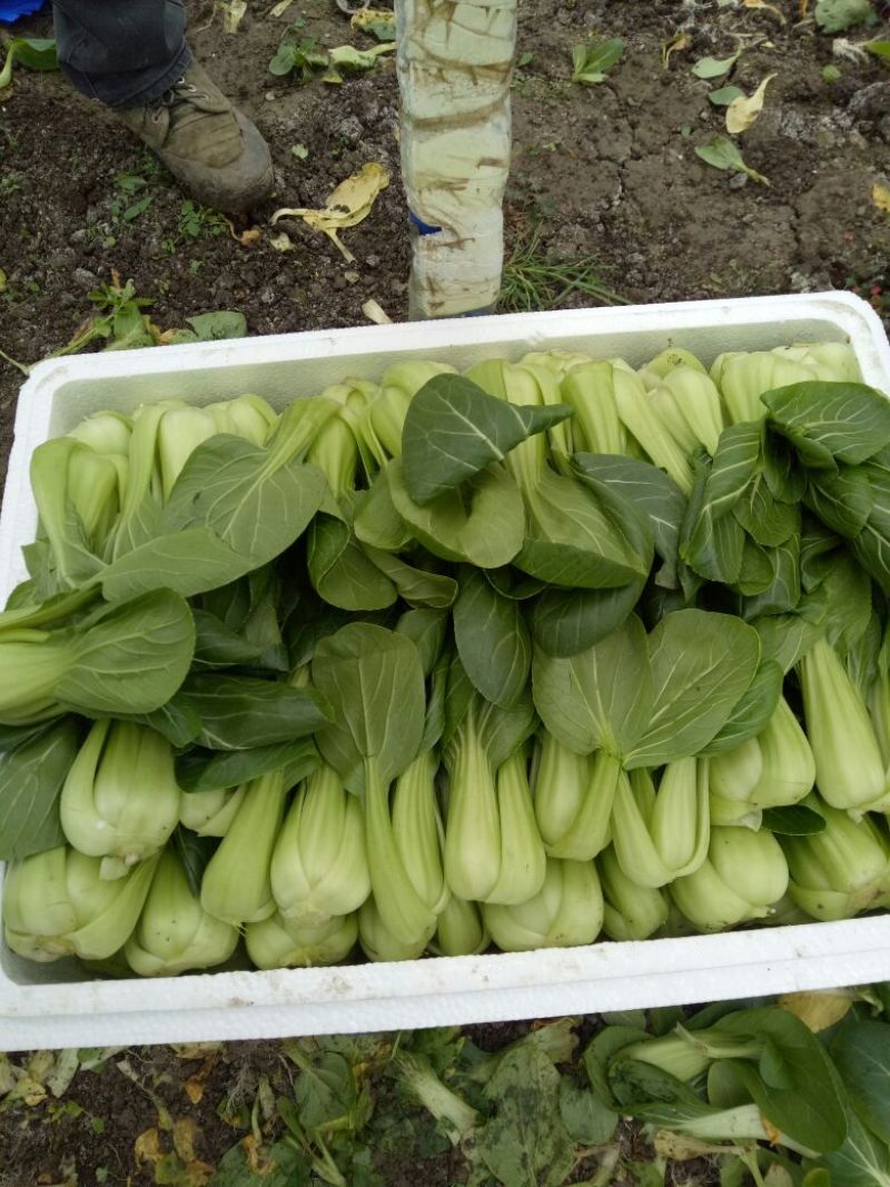 青菜8~10cm