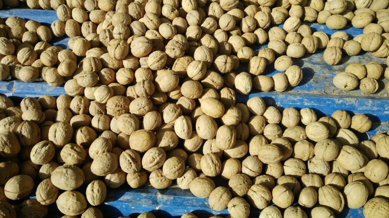 新新2号核桃30mm以上去皮干